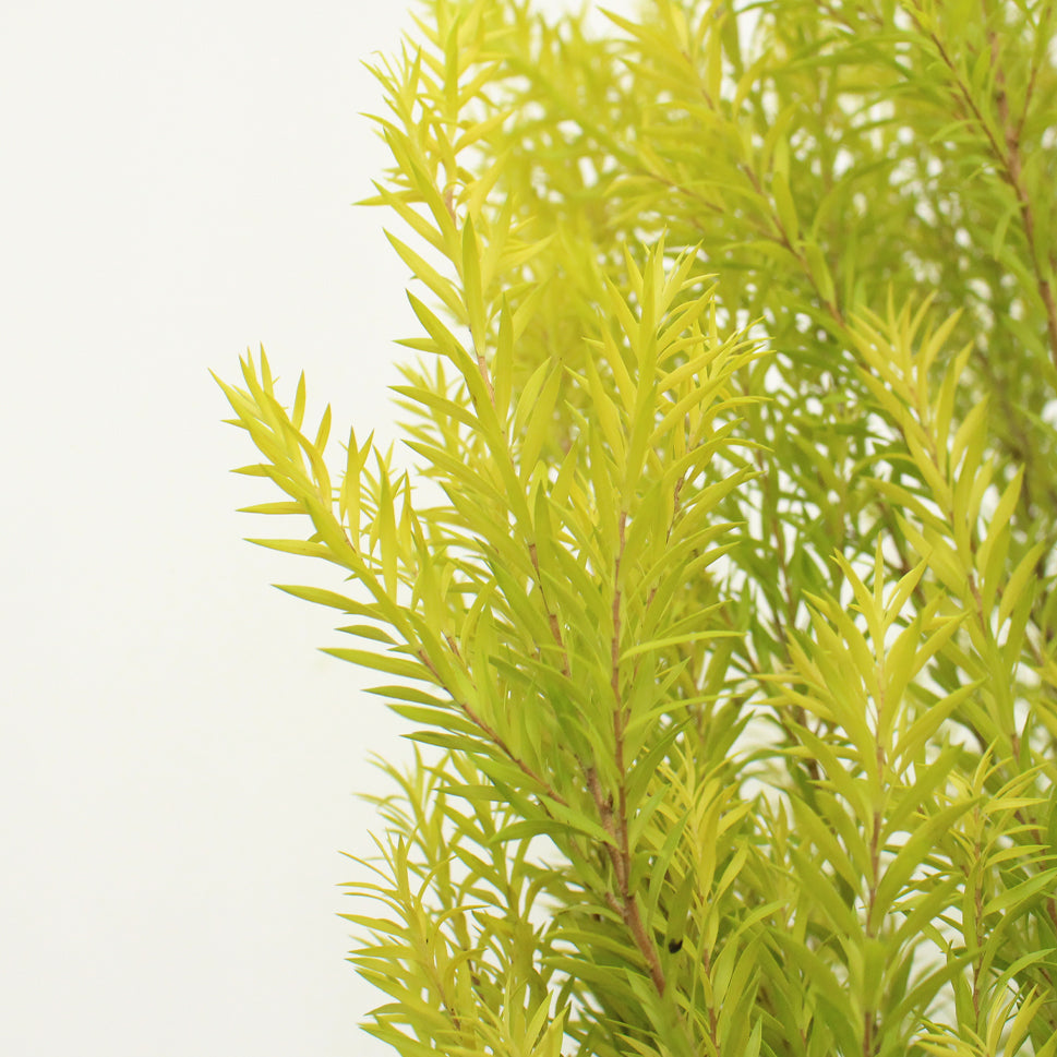 Callistemon Hybridus - China
