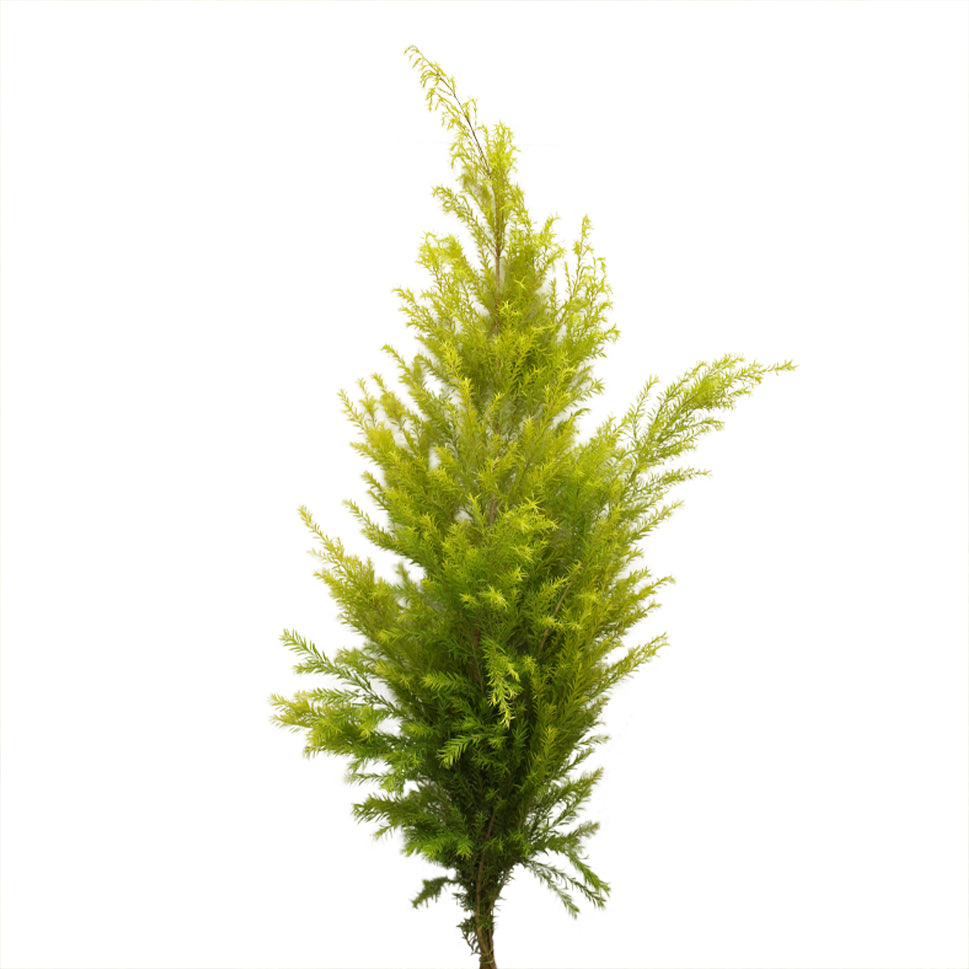 Callistemon Hybridus - China