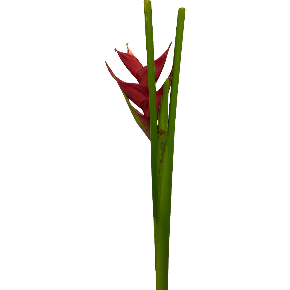 Heliconia - Malaysia