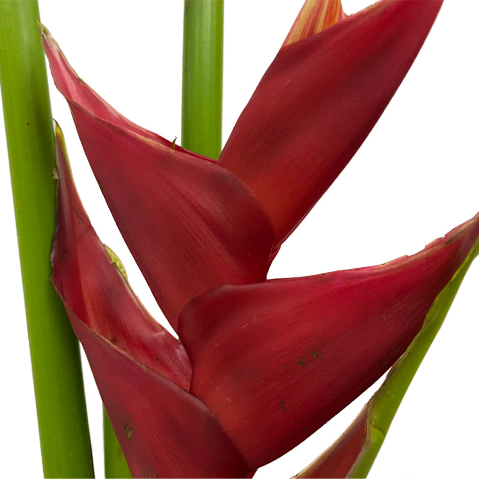 Heliconia - Malaysia