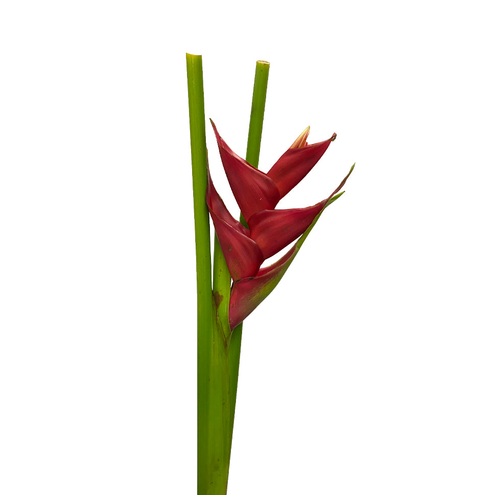 Heliconia - Malaysia