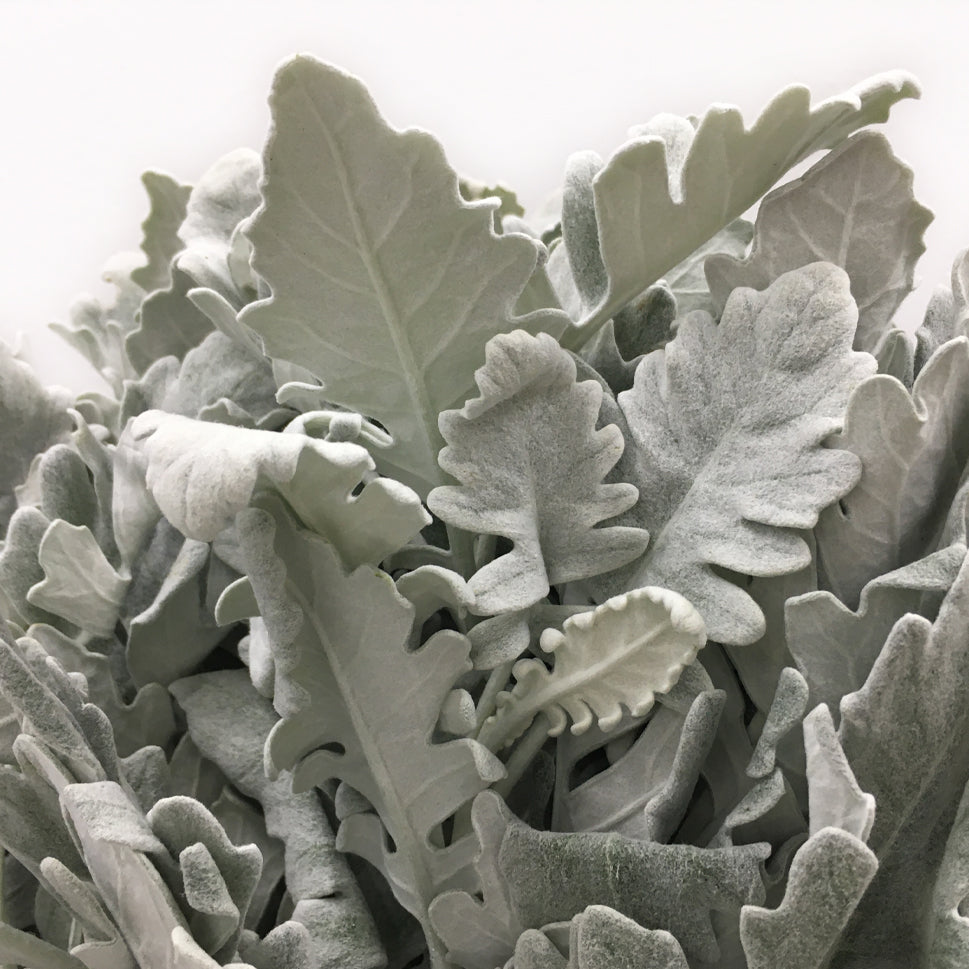 Dusty Miller Yin Ye Ju - China