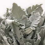 Dusty Miller Yin Ye Ju - China