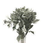 Dusty Miller Yin Ye Ju - China