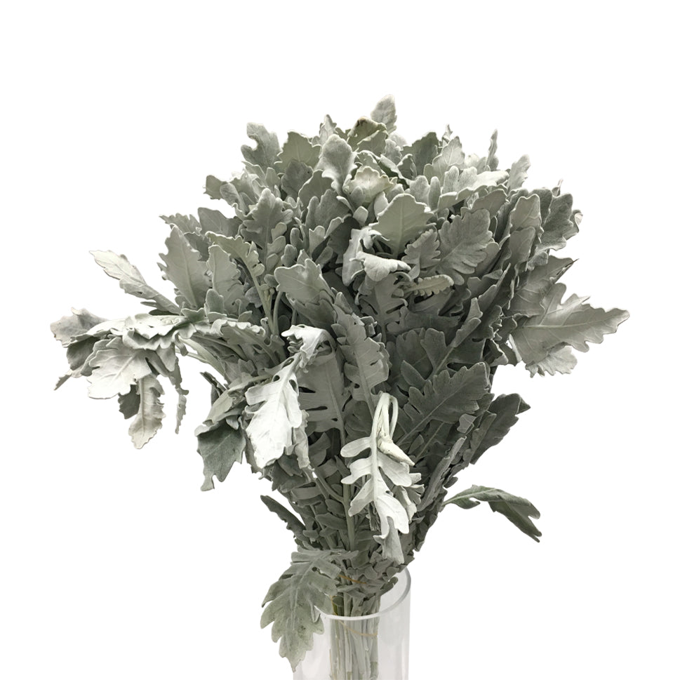 Dusty Miller Yin Ye Ju - China