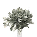 Dusty Miller Yin Ye Ju - China