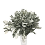 Dusty Miller Yin Ye Ju - China