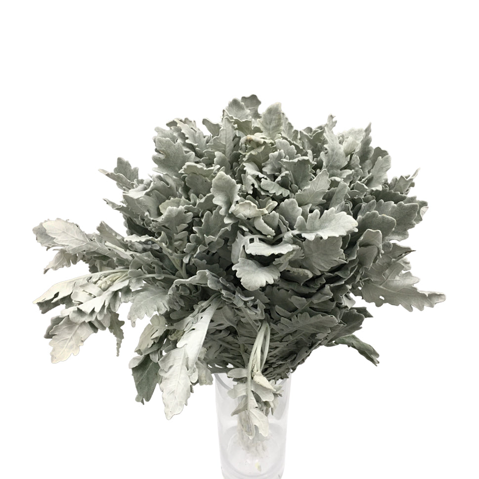 Dusty Miller Yin Ye Ju - China