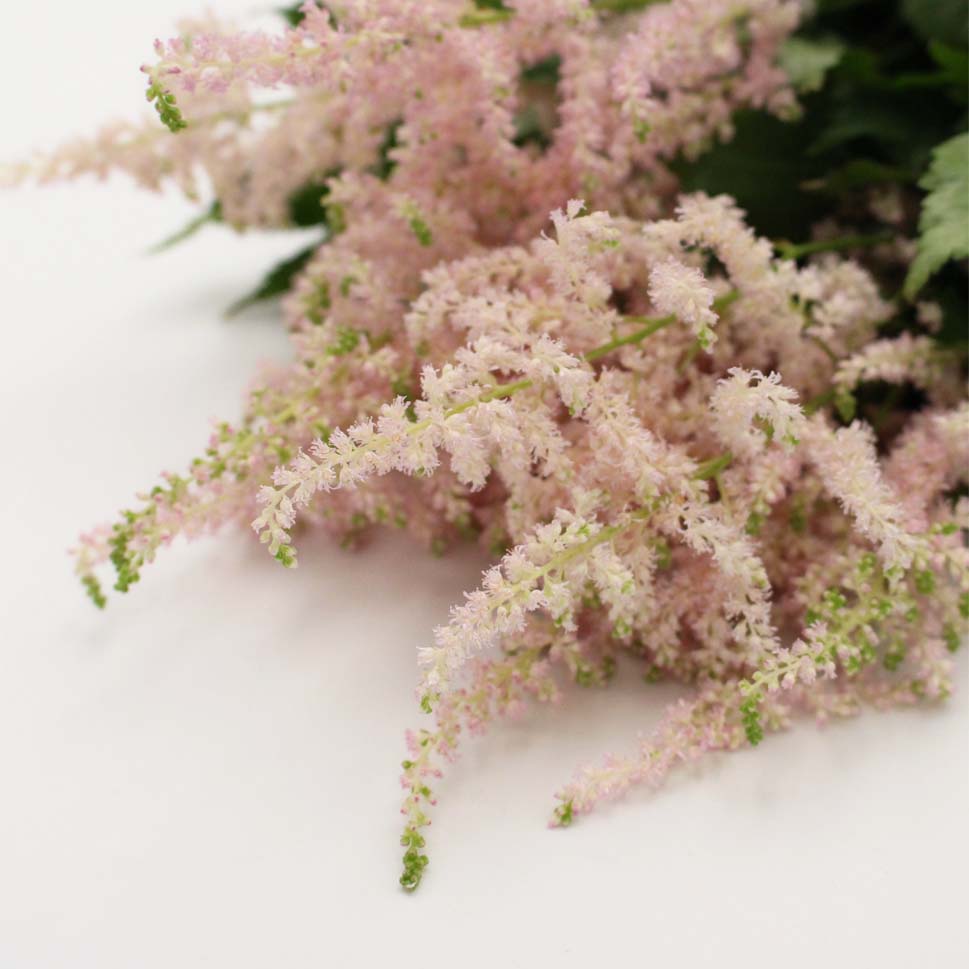 Astilbe - Holland