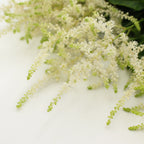 Astilbe - Holland