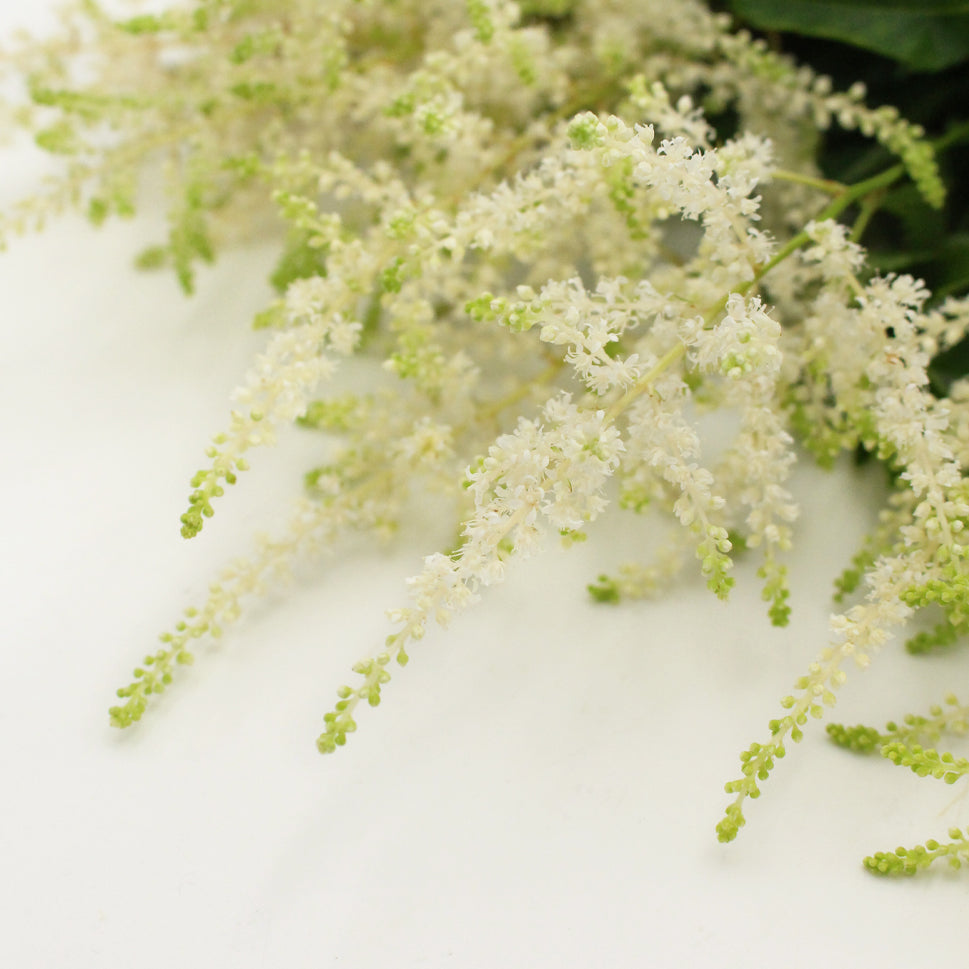 Astilbe - Holland