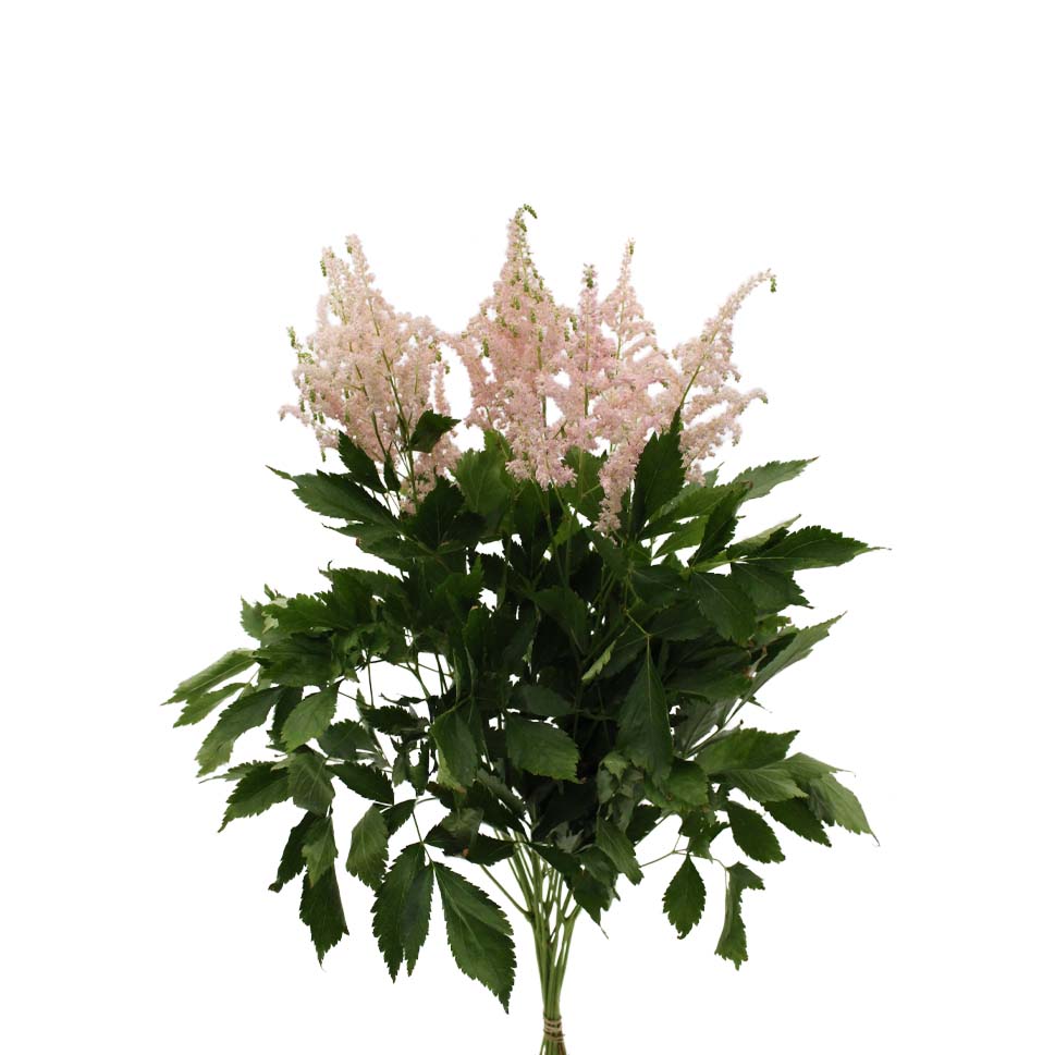 Astilbe - Holland