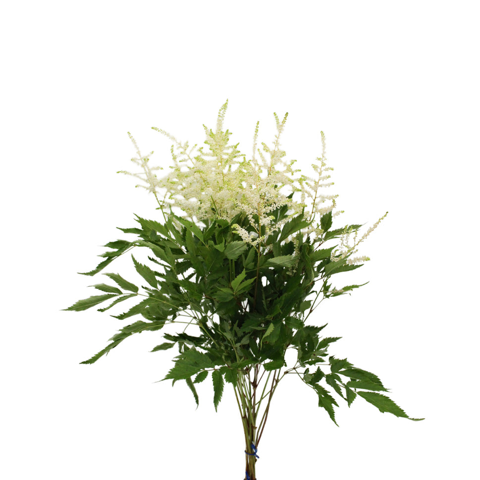 Astilbe - Holland