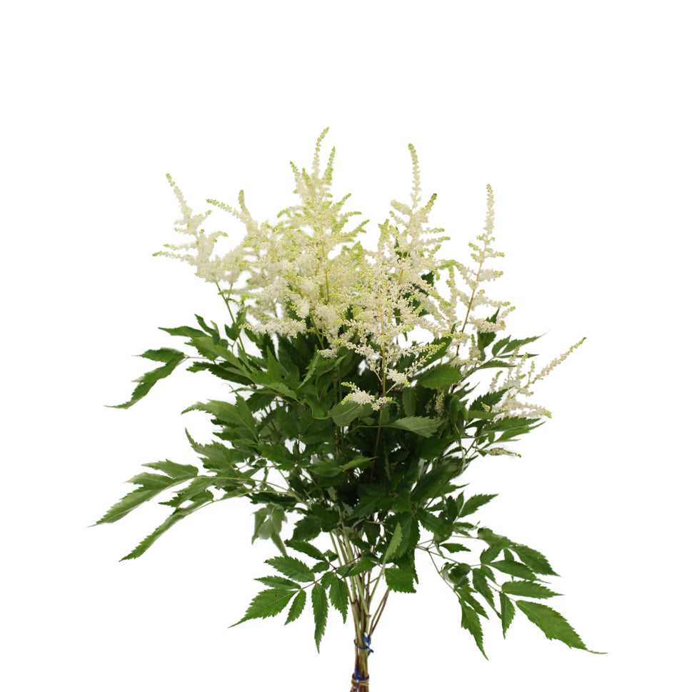Astilbe - Holland