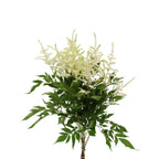 Astilbe - Holland