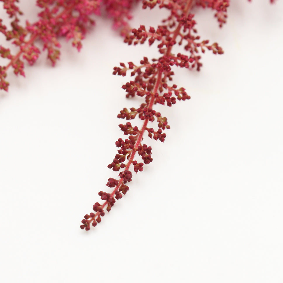 Astilbe - Holland