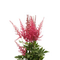 Astilbe - Holland