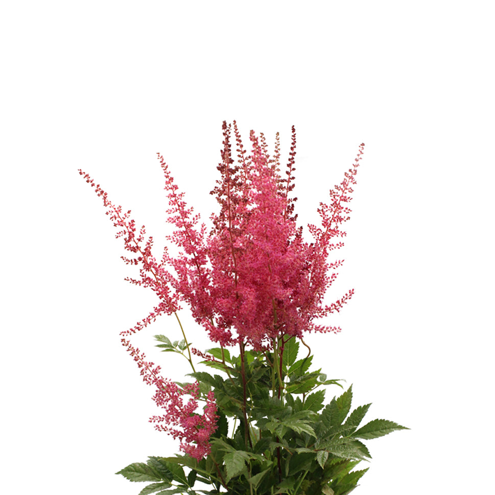 Astilbe - Holland