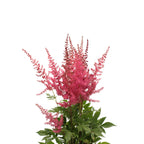 Astilbe - Holland