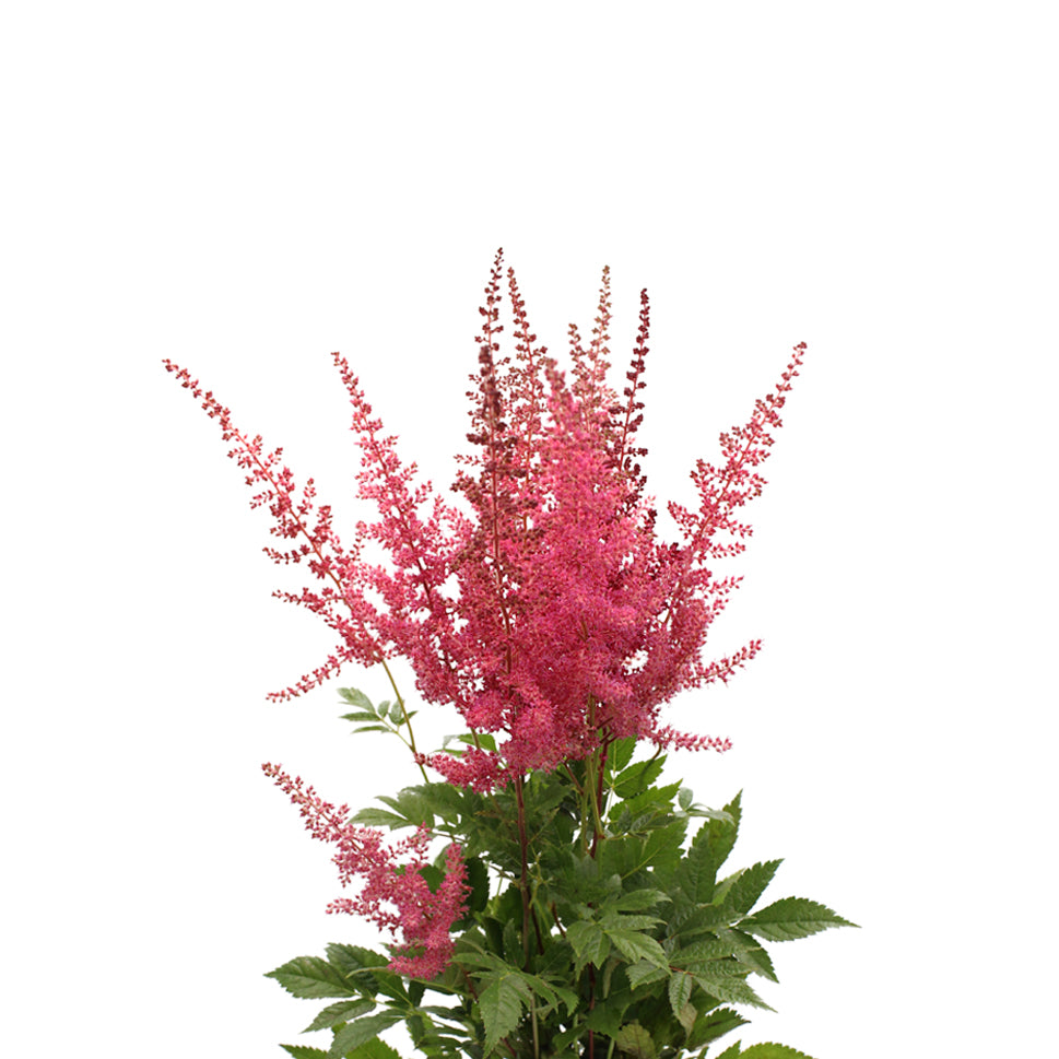 Astilbe - Holland