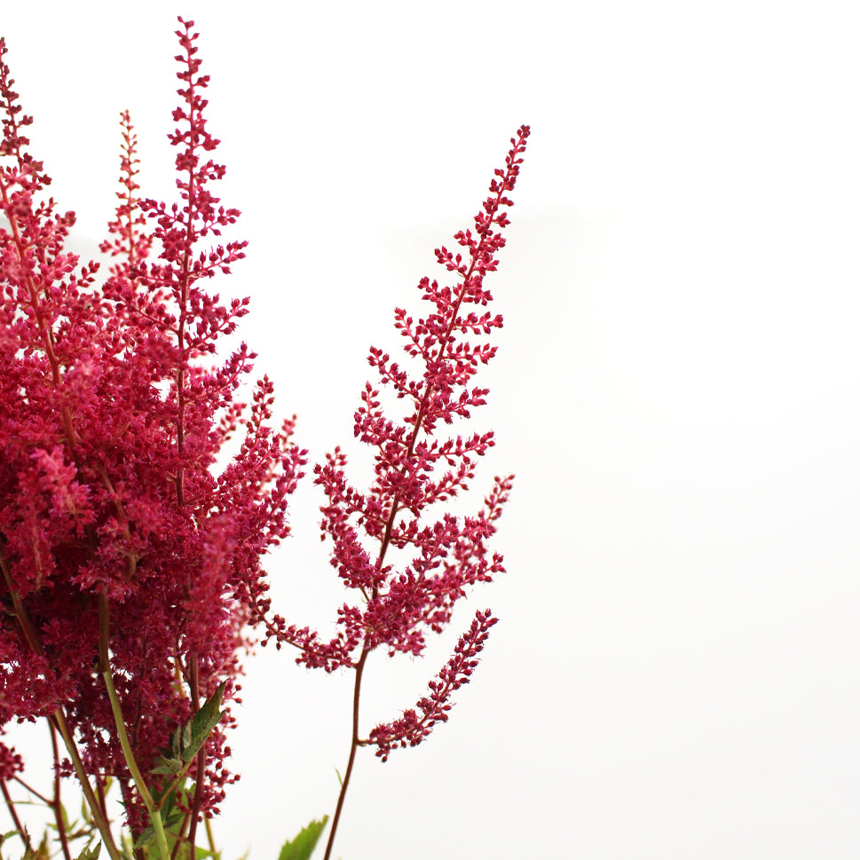 Astilbe - Holland