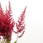 Astilbe - Holland