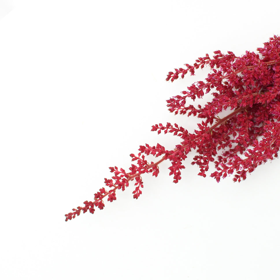 Astilbe - Holland