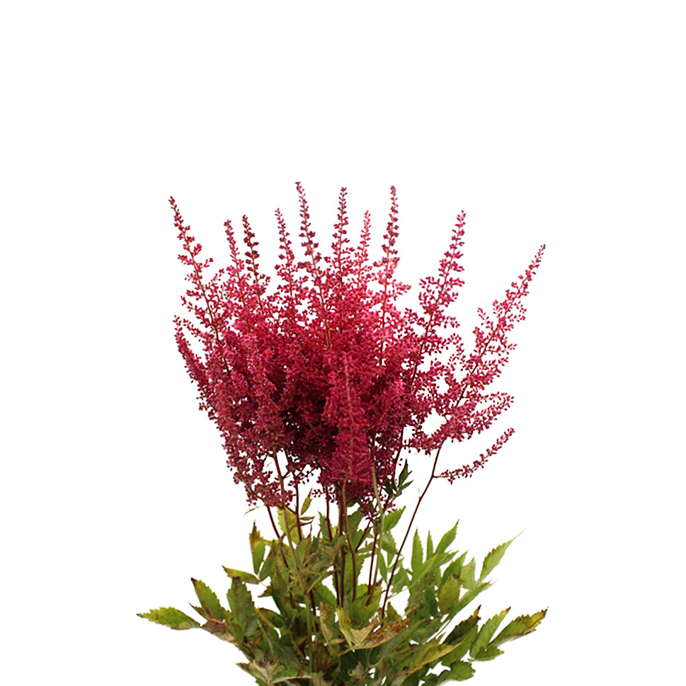 Astilbe - Holland