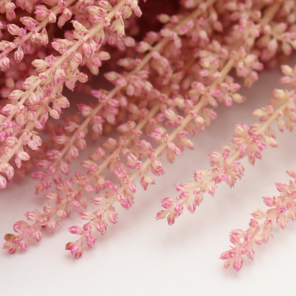 Astilbe - Holland