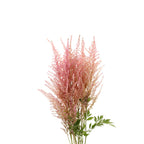 Astilbe - Holland