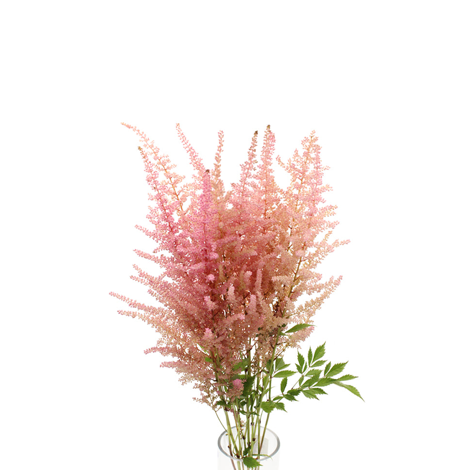 Astilbe - Holland