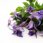 Clematis Lilac - Holland