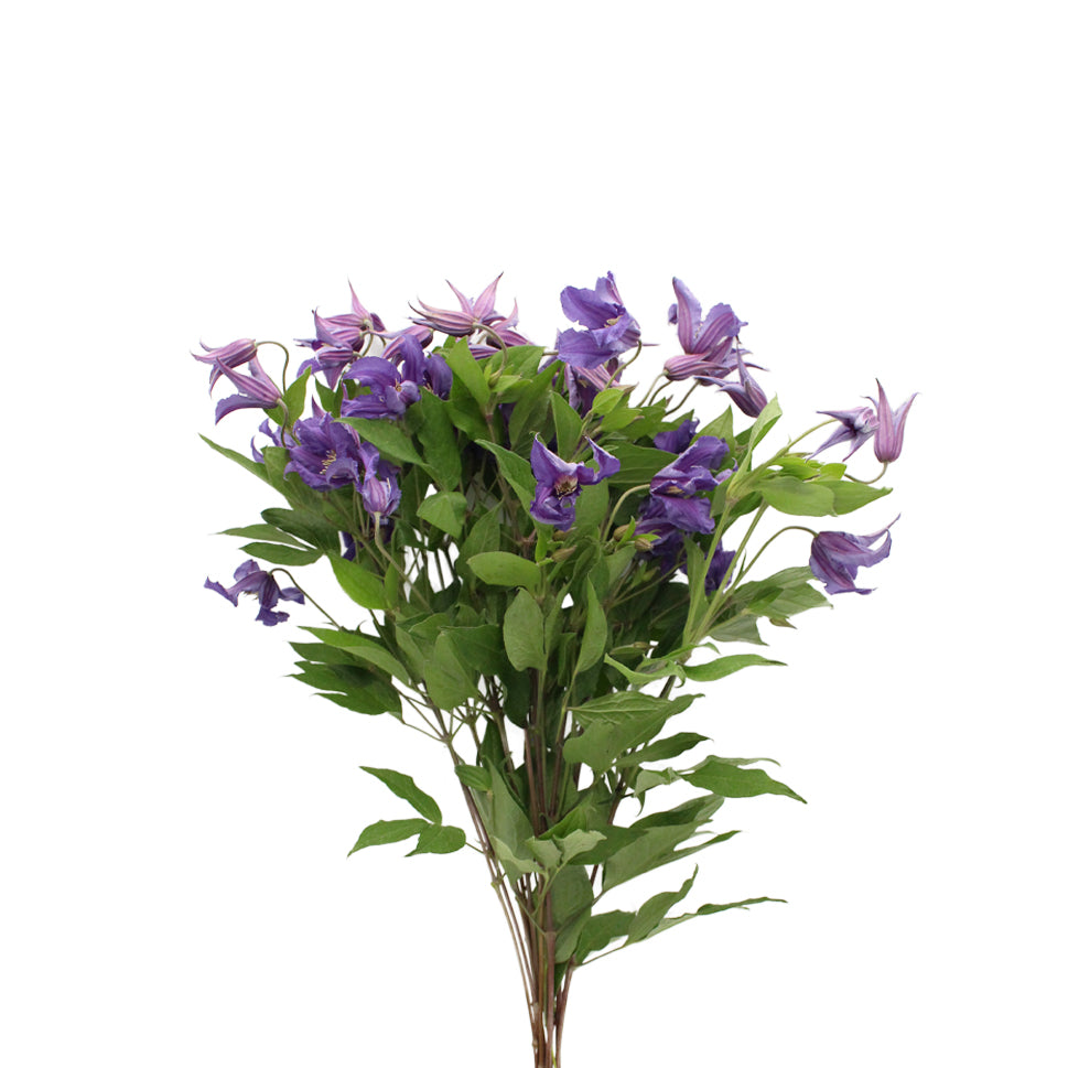 Clematis Lilac - Holland