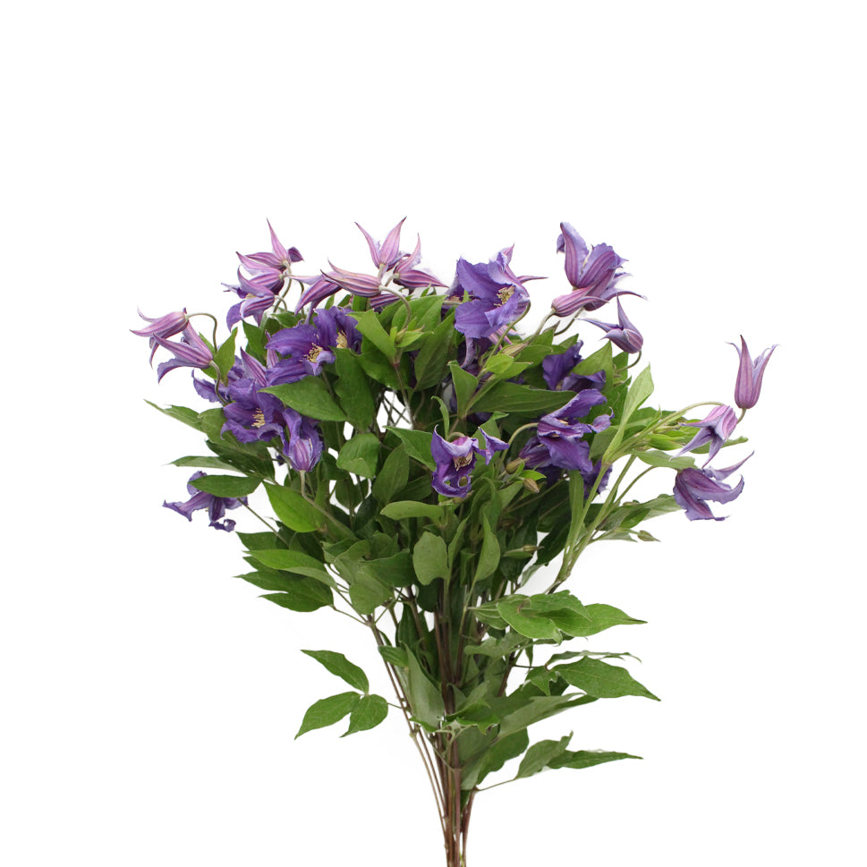 Clematis Lilac - Holland