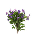 Clematis Lilac - Holland