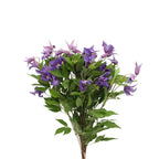 Clematis Lilac - Holland