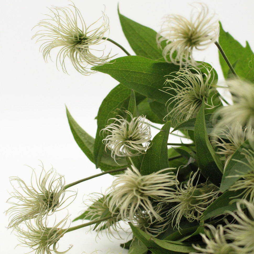 Clematis Seedhead - Holland