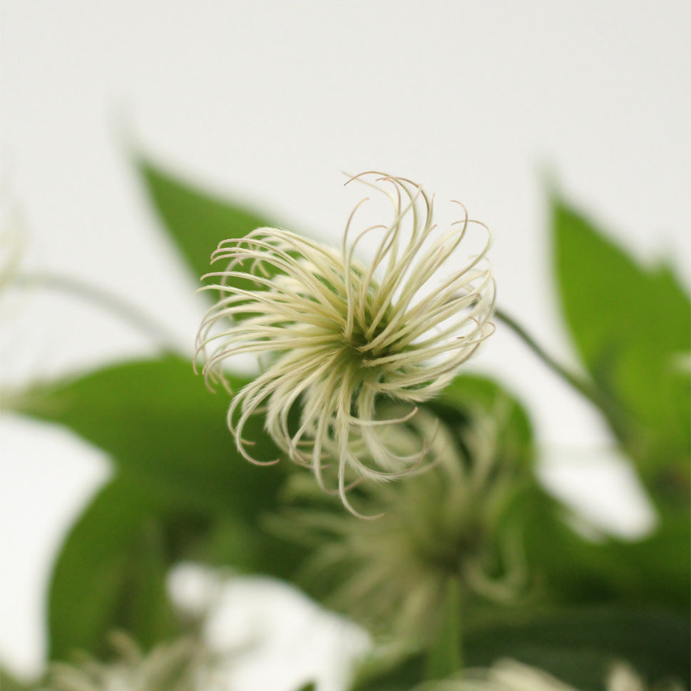 Clematis Seedhead - Holland