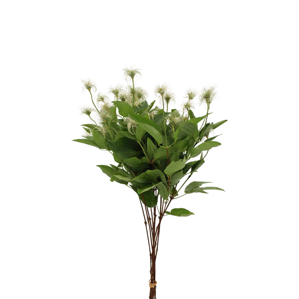 Clematis Seedhead - Holland