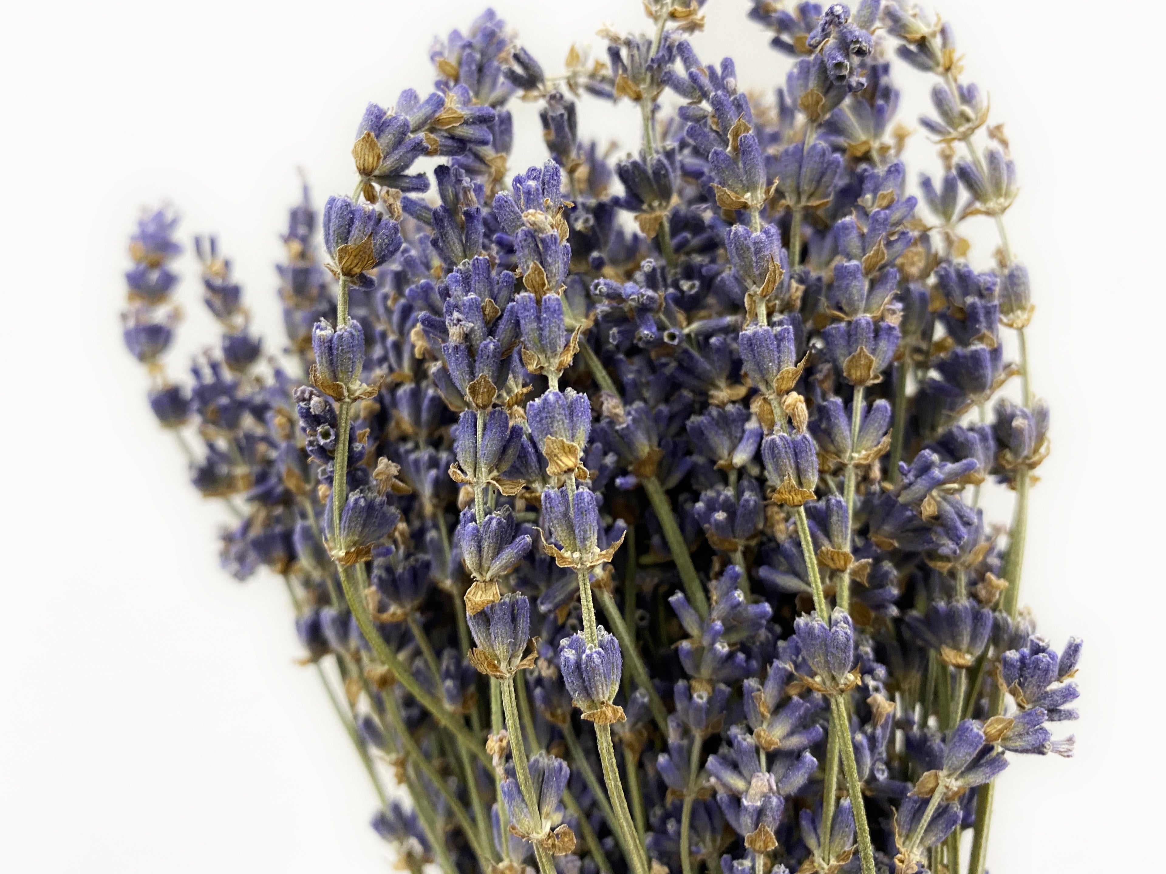 Dried Lavender - Italy