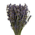 Dried Lavender - Italy