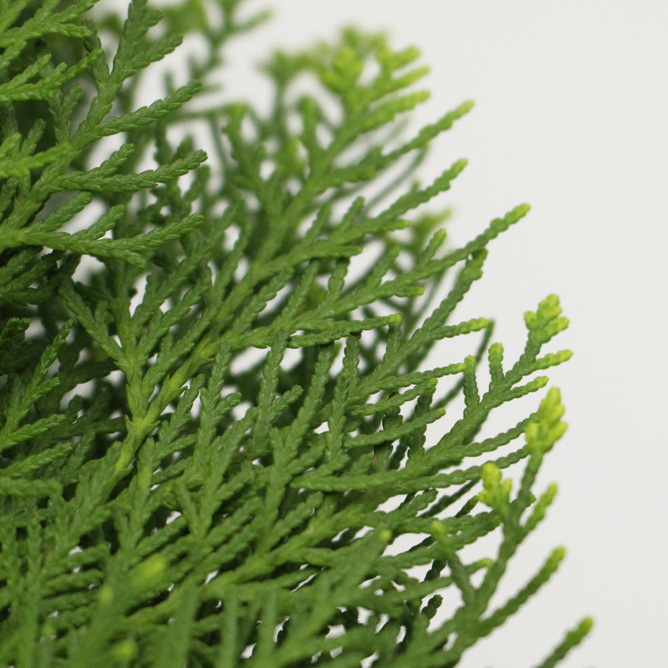 Chamaecyparis Lawsoniana - Taiwan