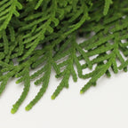 Chamaecyparis Lawsoniana - Taiwan