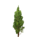Chamaecyparis Lawsoniana - Taiwan