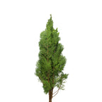 Chamaecyparis Lawsoniana - Taiwan