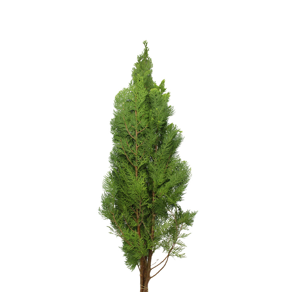 Chamaecyparis Lawsoniana - Taiwan
