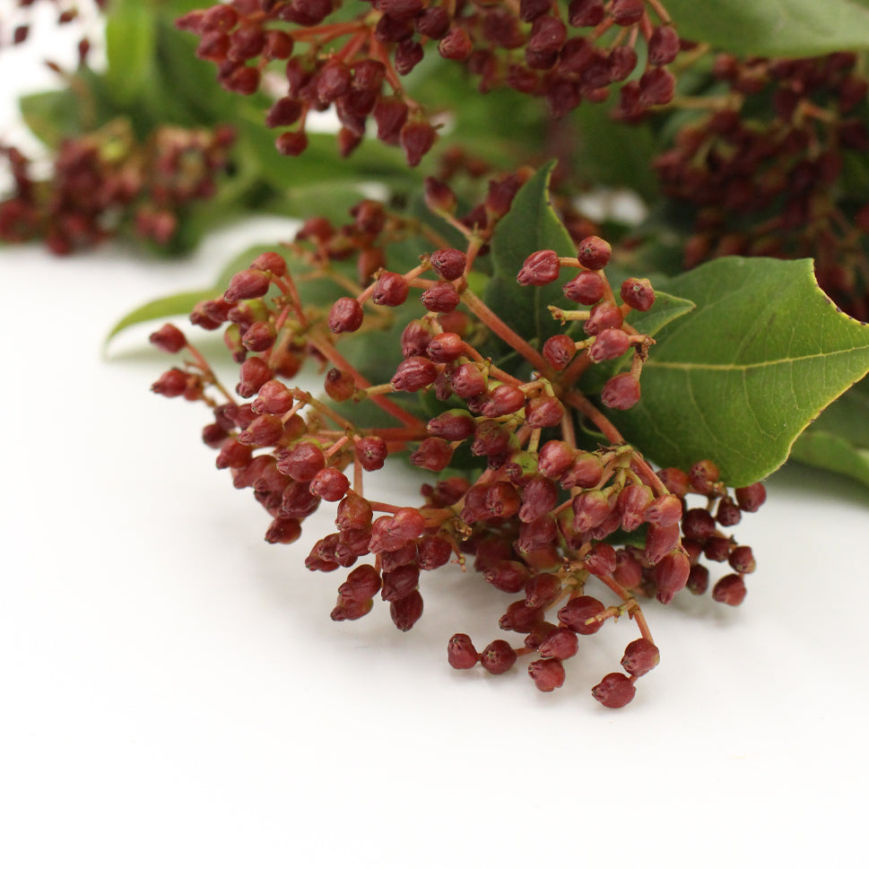 Viburnum Tinus Berry Red - Italy