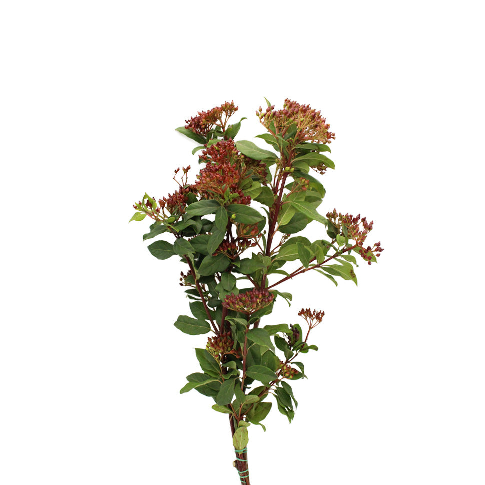 Viburnum Tinus Berry Red - Italy