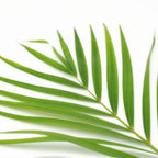 Palm Leaf - Malaysia