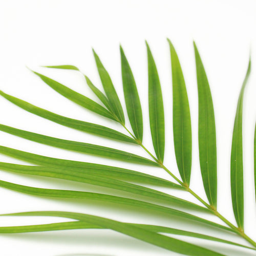 Palm Leaf - Malaysia